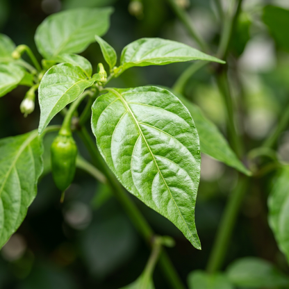 Datil Pepper Seeds for Planting