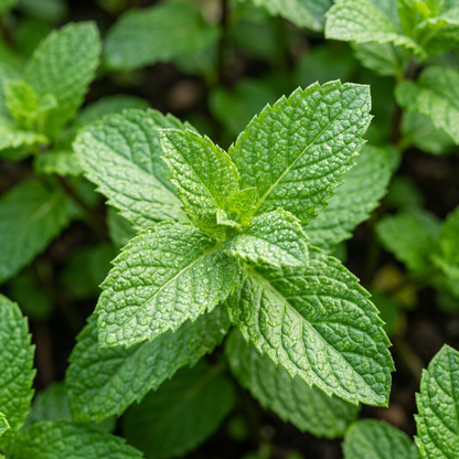 Mint Spearmint Herb Seeds for Garden Planting