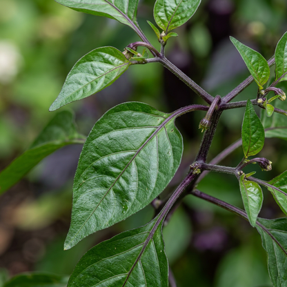 Capsicum Purple Vegetable Seeds for Planting