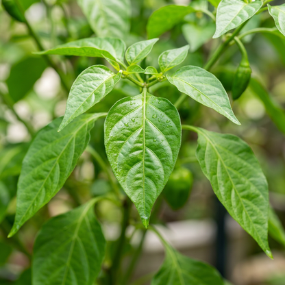 Hot Pepper Seeds Caribbean Blend for Planting