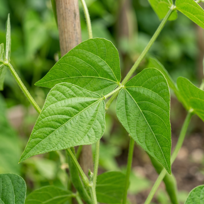 French Bean Borlotto Lingua di Fuoco Seeds
