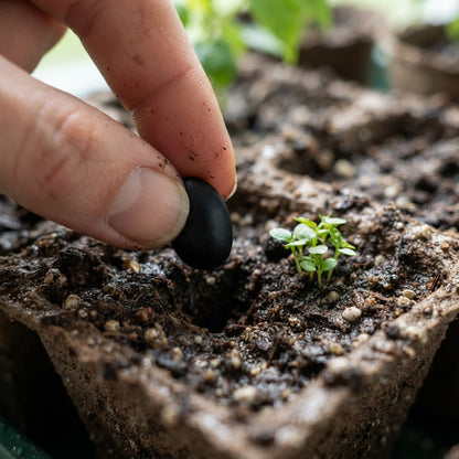 Jatropha curcas Seeds for Planting