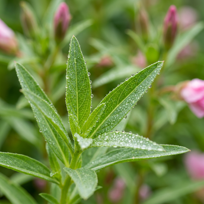 Maiden Blush Pink Godetia Flower Seeds for Garden
