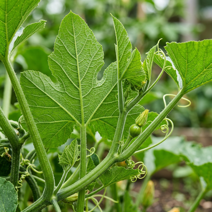 Japanese Green Pumpkin Seeds – Green Pumpkin Seeds for Home Garden