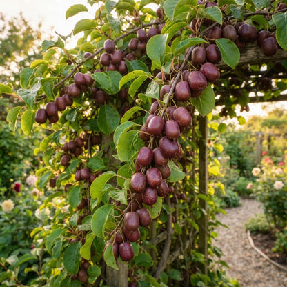 Ken's Red Kiwi Seeds for Planting
