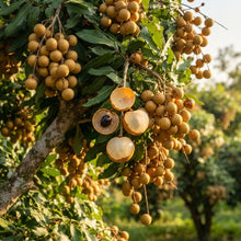Sri Chompoo Longan Seeds for Planting