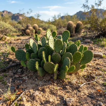 Green Prickly Pear (Opuntia lasiacantha) Cactus Seeds for Planting