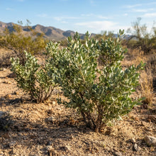 Jojoba (Simmondsia chinensis) Seeds for Planting
