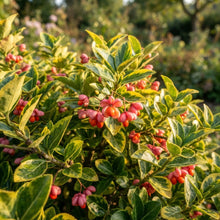 Euonymus fortunei 'Emerald 'N Gold' Seeds for Planting