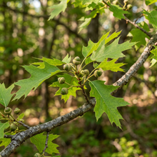 Red Oak Tree Seeds – Quercus Rubra Tree Plant