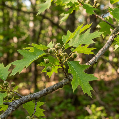 Red Oak Tree Seeds – Quercus Rubra Tree Plant