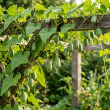 Cucamelon Seeds (Melothria scabra) – Mexican Sour Gherkin Seeds