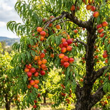 Nectarine Tree Seeds (Prunus persica var. nucipersica) – Hardy Nectarine Fruit Seeds