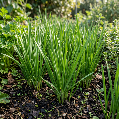 Garlic Chive Seeds (Allium tuberosum) – Early Bird Garlic Chive Herb Seeds