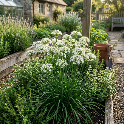 Garlic Chive Seeds (Allium tuberosum) – Early Bird Garlic Chive Herb Seeds