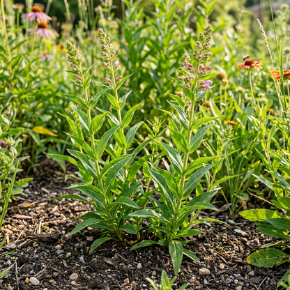 Showy Penstemon Seeds (Penstemon spectabilis) – Perennial Beardtongue Flower Seeds