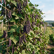 Cherokee Trail of Tears Bean Seeds (Phaseolus vulgaris) – Heirloom Black Pole Bean Seeds
