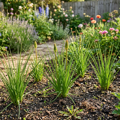 Red Hot Poker Seeds (Kniphofia uvaria) – Torch Lily Flower Seeds