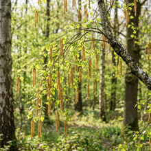 European White Birch Seeds (Betula pendula) – White Paper Birch Tree Seeds