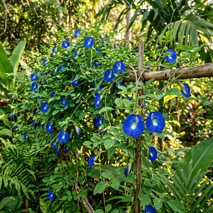 Butterfly Pea Seeds (Clitoria ternatea) – Blue Butterfly Pea Vine Seeds