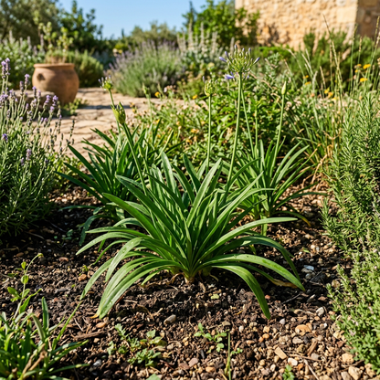 Lily of the Nile Seeds (Agapanthus africanus) – Blue Agapanthus Flower Seeds