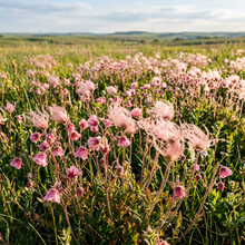 Prairie Smoke Flower Seeds for Garden Planting