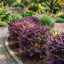 Loropetalum Chinense Plum Delight Shrub Plant