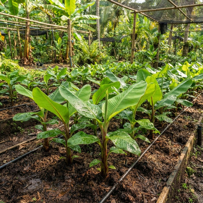 Musa Ornata Banana Seeds for Planting
