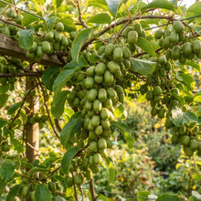 Issai Kiwi Seeds for Planting