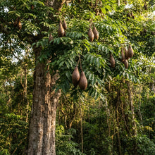 Swietenia macrophylla Mahogany Tree Seeds for Planting