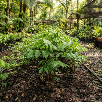 Swietenia macrophylla Mahogany Tree Seeds for Planting