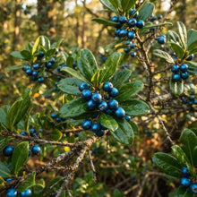 Rhaphithamnus cyanocarpus Seeds for Planting