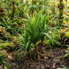 Pandanus furcatus Seeds for Planting