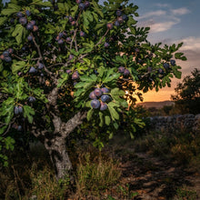Purple Fig Seeds for Planting