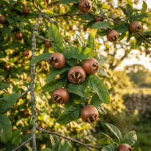 Medlar Seeds for Planting