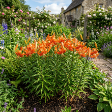 Orange Tiger Lily Flower Seeds for Garden Planting
