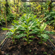 Pink Banana (Musa velutina) Seeds for Planting