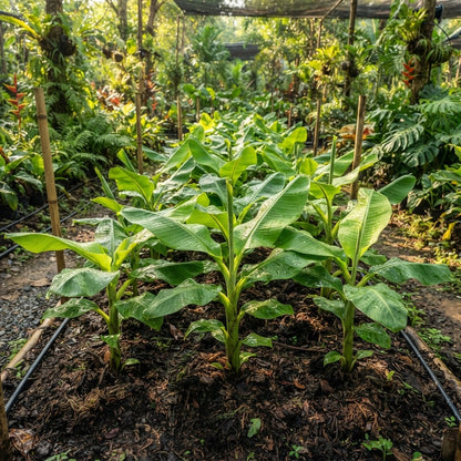 Pink Banana (Musa velutina) Seeds for Planting