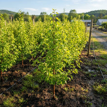 Ussurian Pear Seeds for Planting