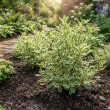 Fire and Ice Dogwood Seeds for Planting