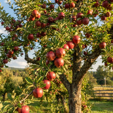 Esopus Spitzenburg Apple Seeds for Planting
