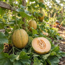 Ananas Melon Seeds for Planting