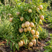 Melon Tree Pepino Seeds for Planting