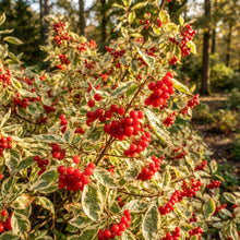 Fire and Ice Dogwood Seeds for Planting