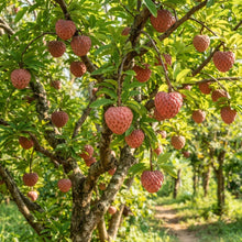 Red Custard Apple (Annona reticulata) Seeds for Planting