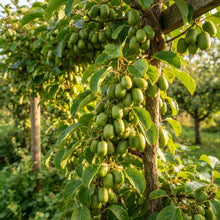 Anna Kiwi Seeds for Planting