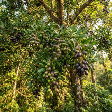 Canarium subulatum Tree Seeds for Planting