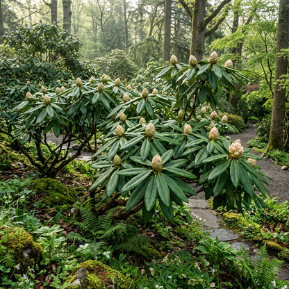 Rhododendron macabeanum Flower Seeds for Planting