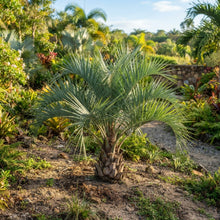 Butia capitata Jelly Palm Seeds for Planting