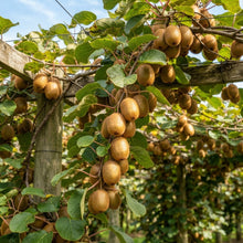 Monty Kiwi Seeds for Planting